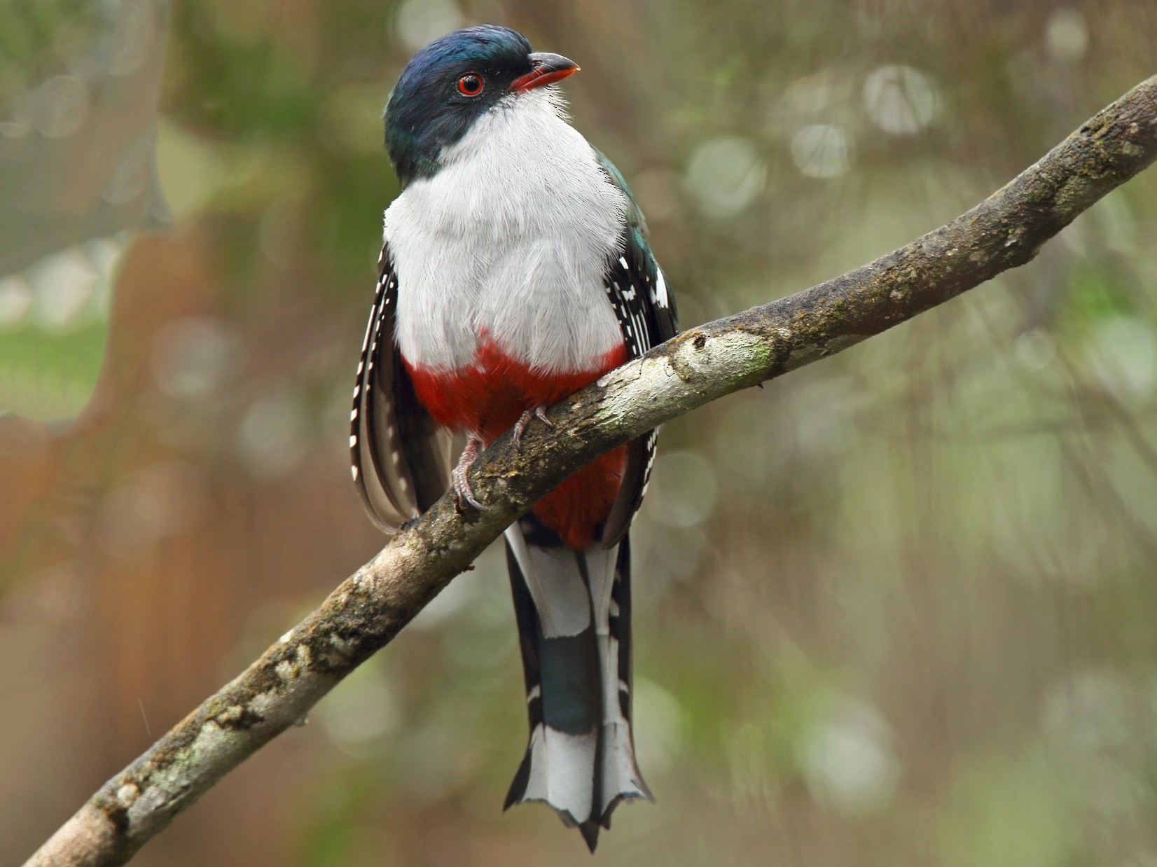 Cuban Trogon - Martjan Lammertink