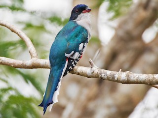  - Cuban Trogon
