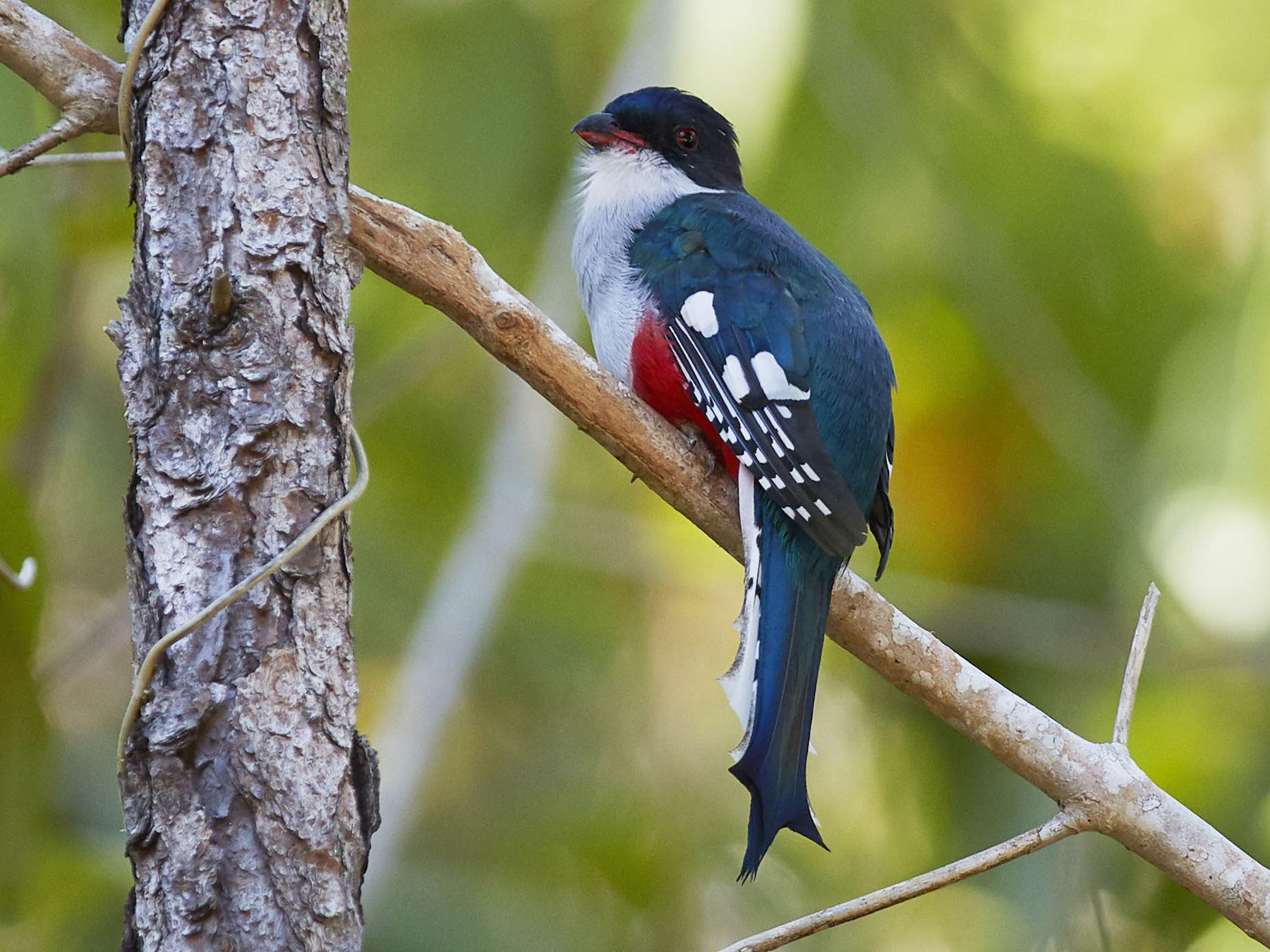 Cuban Trogon - Arturo Kirkconnell Jr