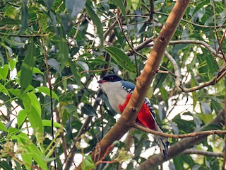  - Cuban Trogon