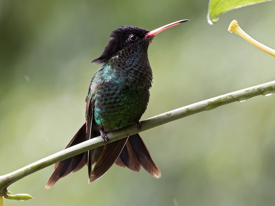 Red-billed Streamertail - eBird