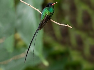  - Red-billed Streamertail