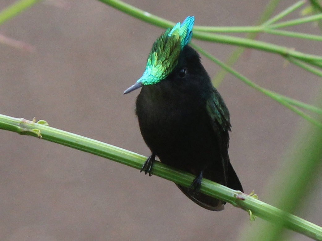 Antillean Crested Hummingbird - Chuck Gates