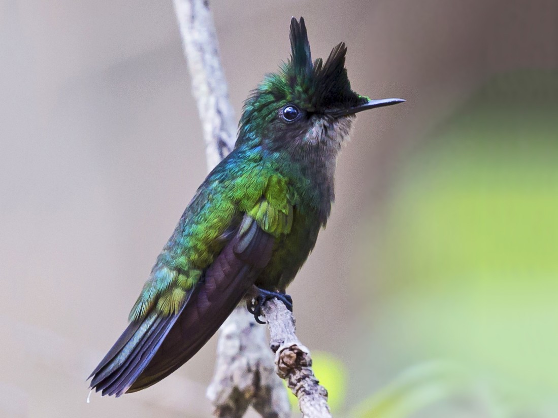 Antillean Crested Hummingbird - David Turko