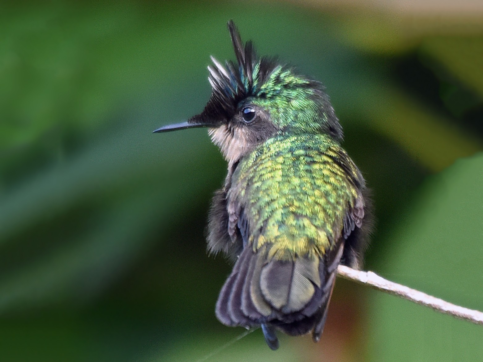 Antillean Crested Hummingbird - Steven Mlodinow