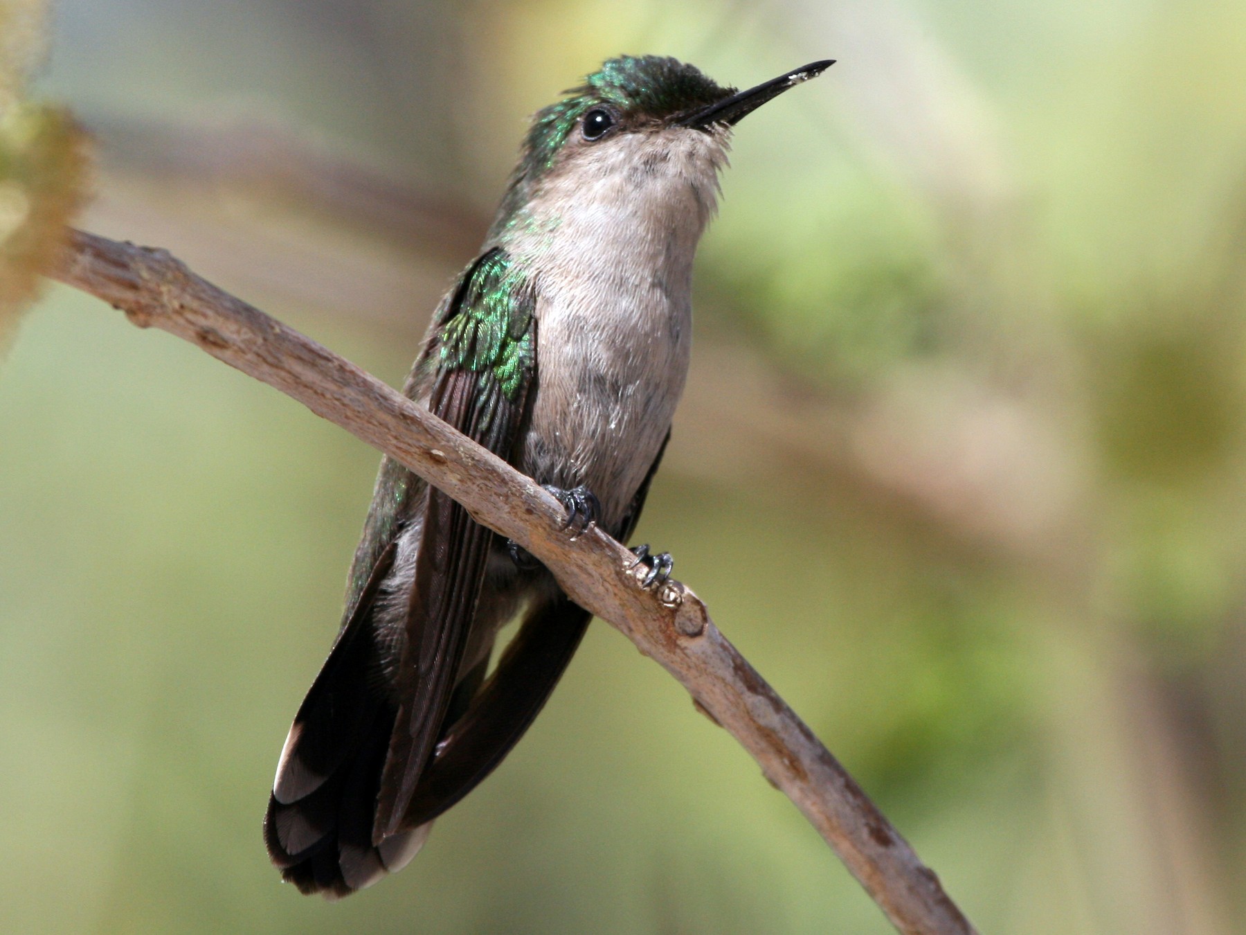 Antillean Crested Hummingbird - James (Jim) Holmes