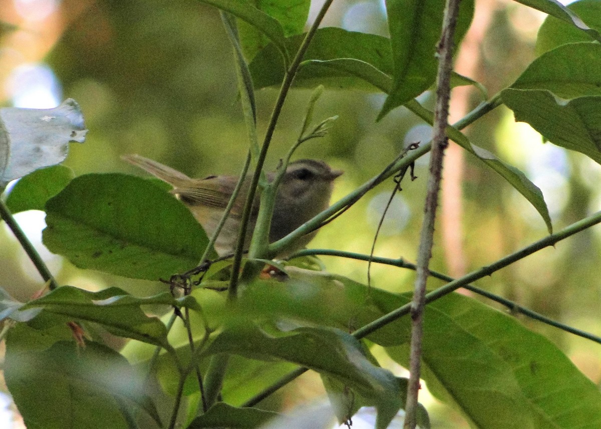 Golden-crowned Warbler (White-bellied) - ML106843941