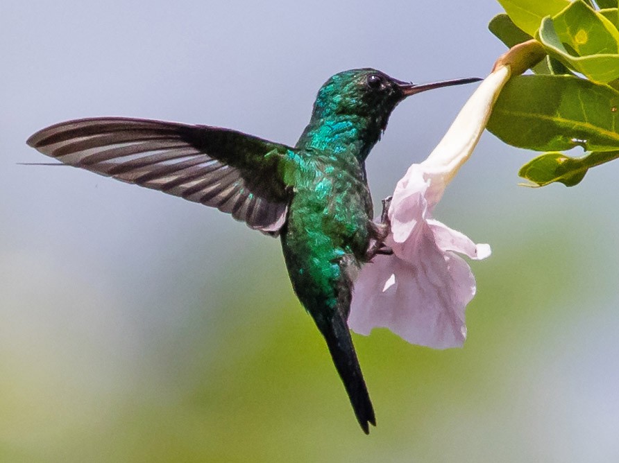 Puerto Rican Emerald - jose santiago