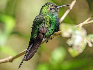 Hispaniolan Emerald - Riccordia swainsonii - Birds of the World