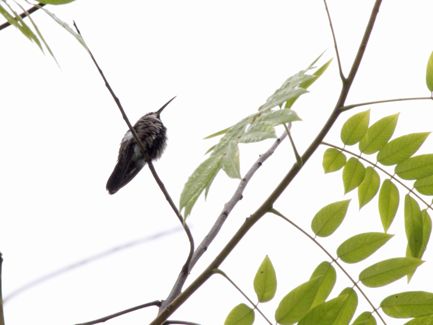 Hispaniolasmaragdkolibri - Charles Gates