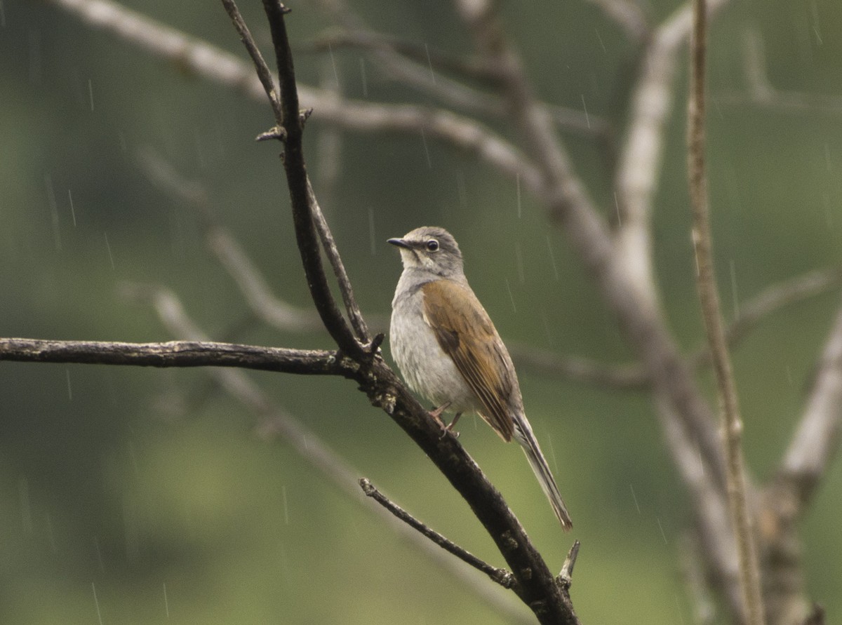 Brown-backed Solitaire - Mauricio López