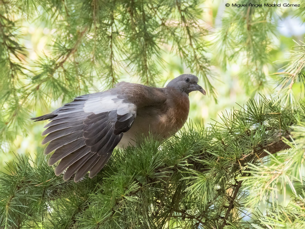 Common Wood-Pigeon - ML106845221