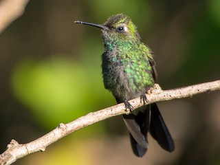キューバヒメエメラルドハチドリ - eBird