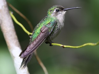 マディソンパーク　ハチドリ マディソンパーク ハチドリ Amazon.com: Madison Park Violette