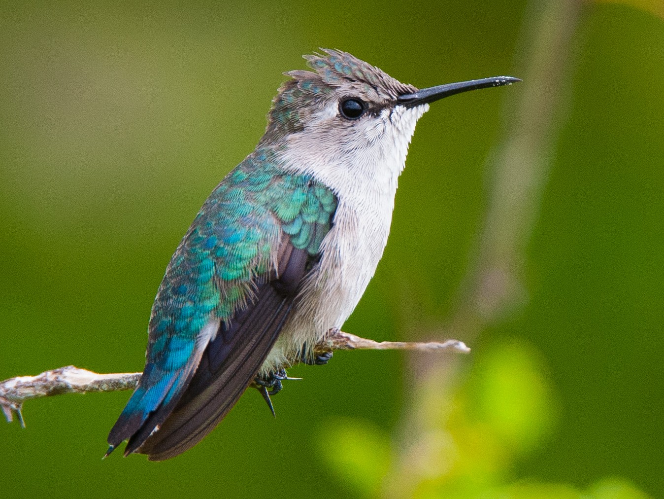 Female Bee Hummingbird