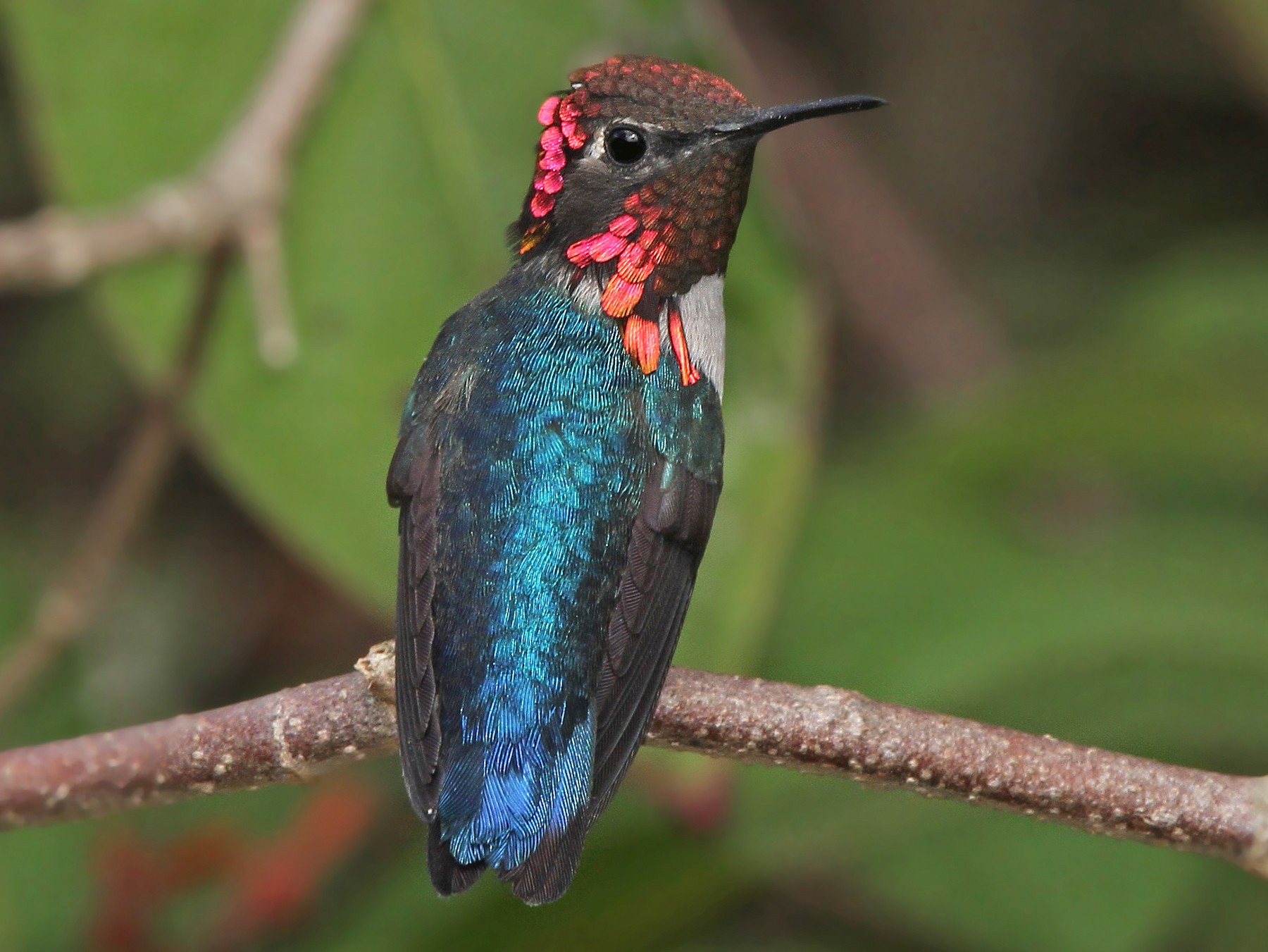 female bee hummingbird