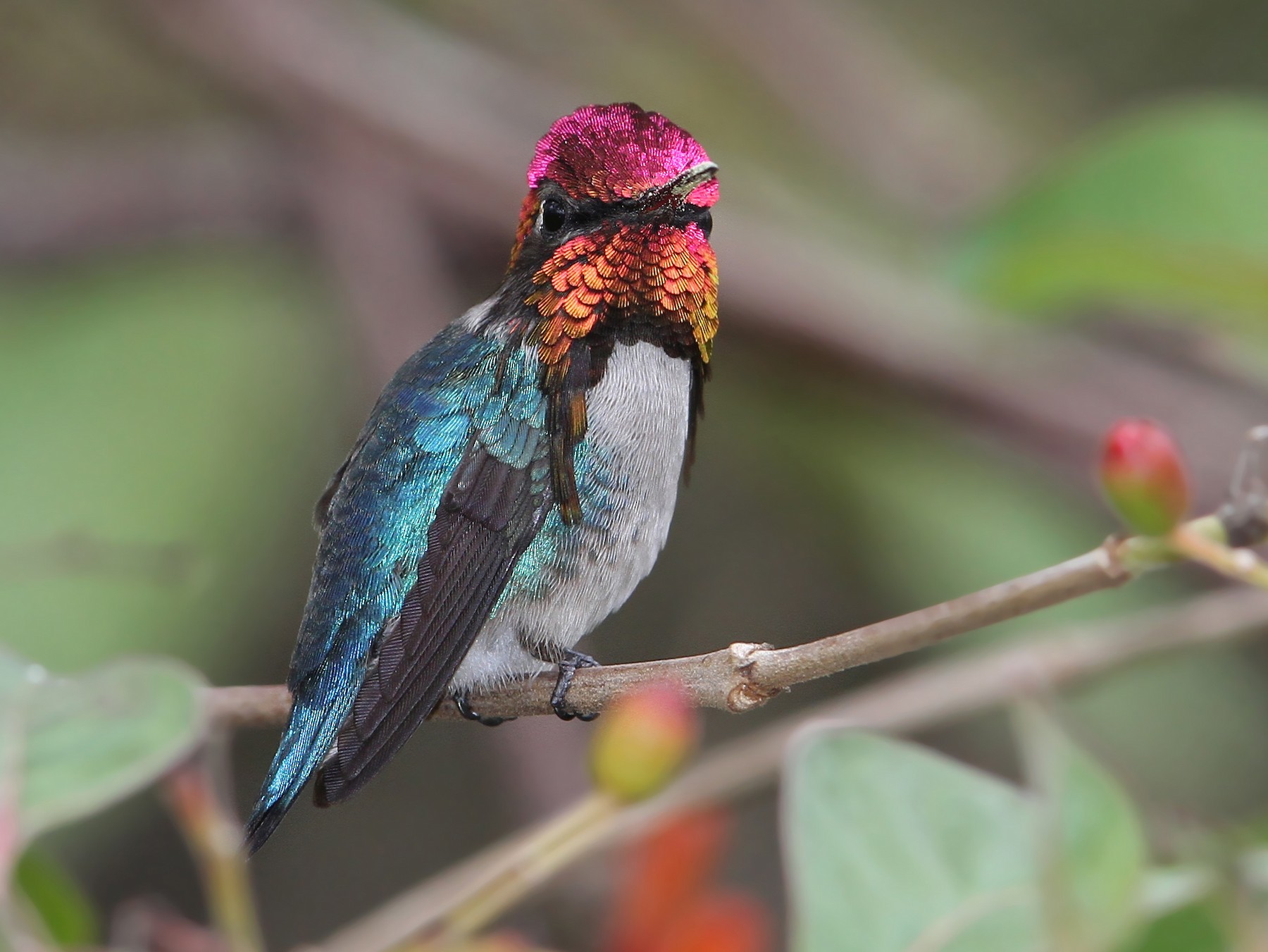 female bee hummingbird