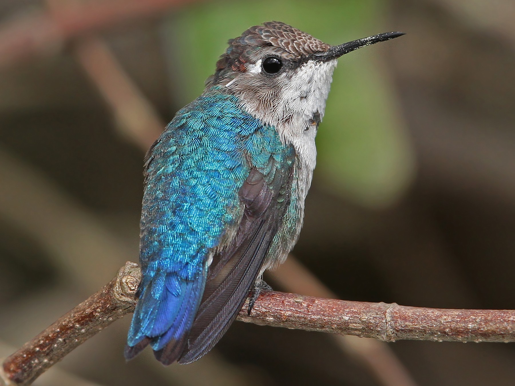 Is This a Photo of a Zunzuncito, the World's Smallest Bird