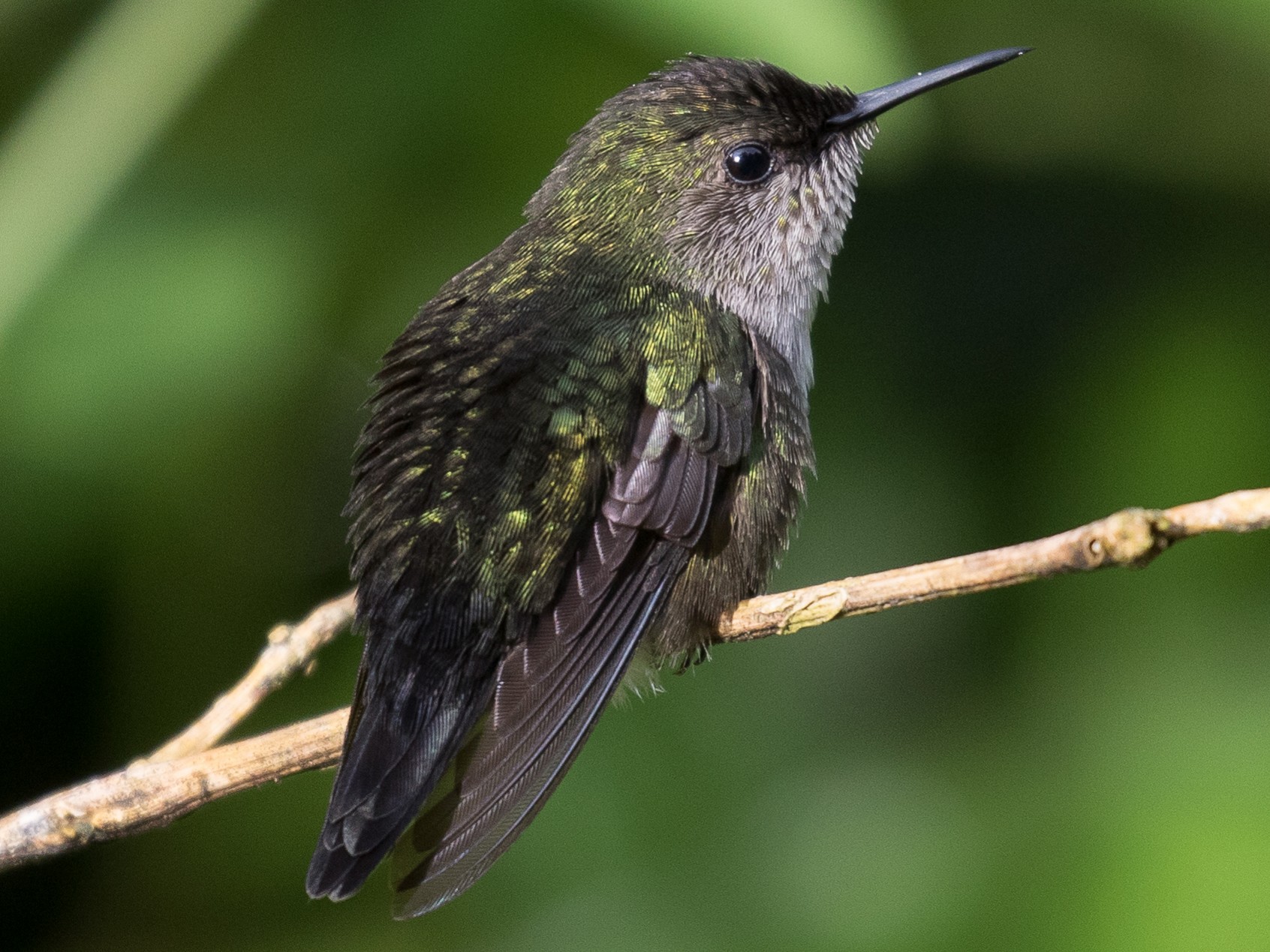 Vervain Hummingbird - Simon Best