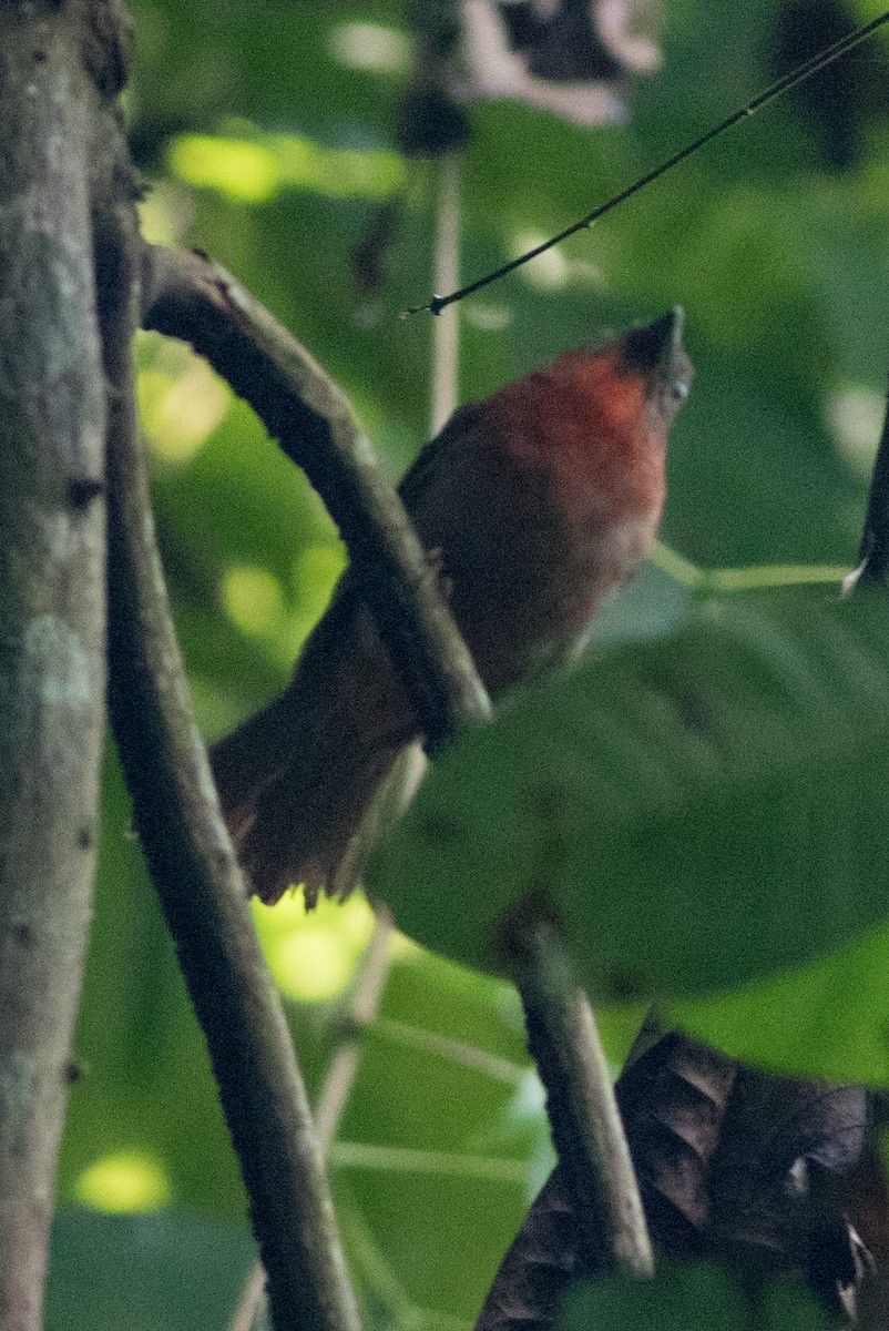 Red-throated Ant-Tanager - ML106847401