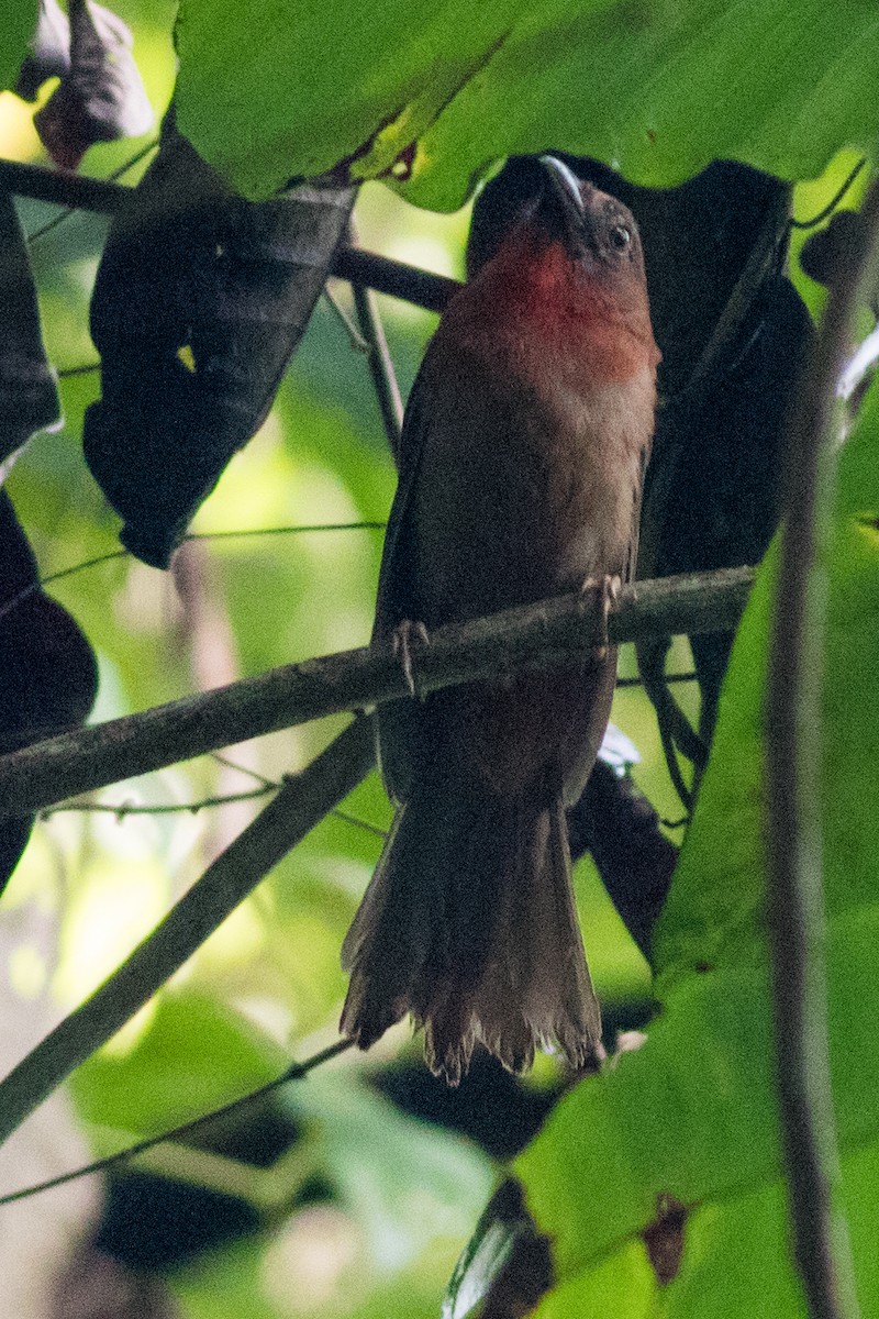 Red-throated Ant-Tanager - ML106847411