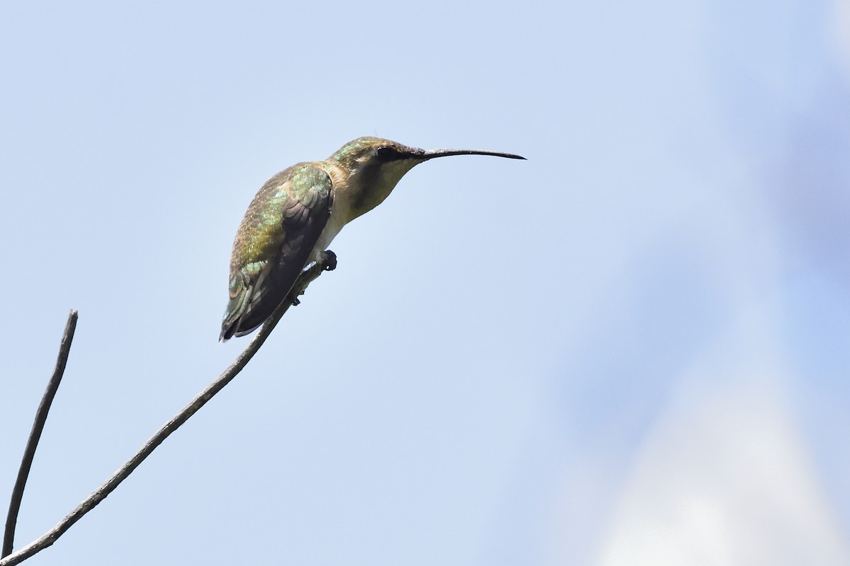 Lucifer Hummingbird - Ricardo Arredondo