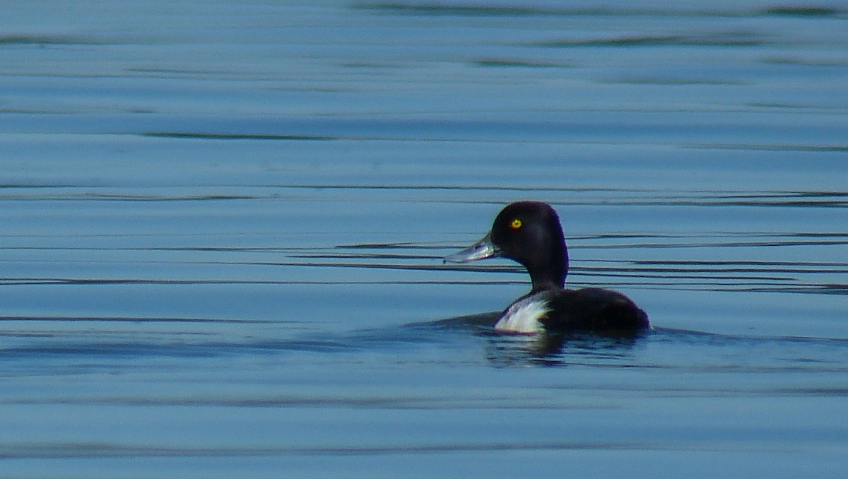 Lesser Scaup - Mike Epler