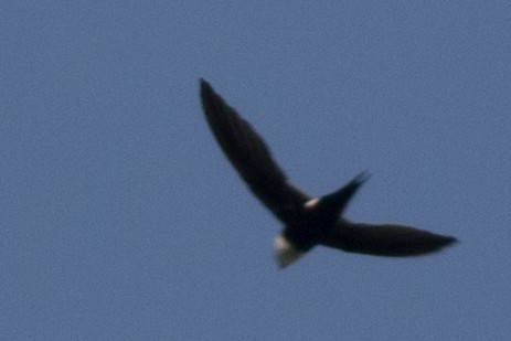 Lesser Swallow-tailed Swift - Seymore Gulls