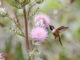 Bahama Woodstar - eBird