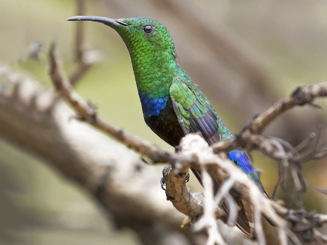 Photos - Green-throated Carib - Eulampis holosericeus - Birds of the World