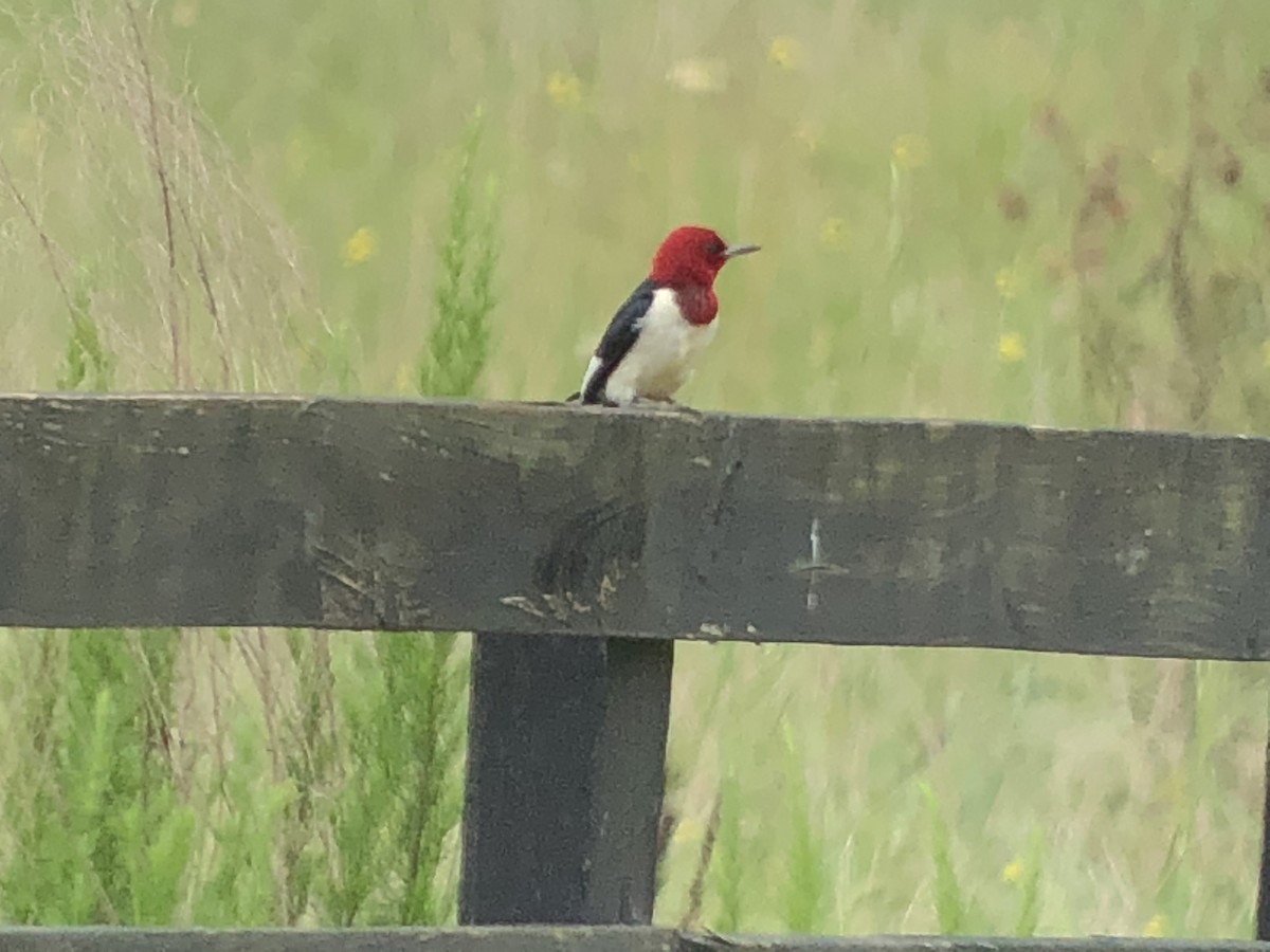 Red-headed Woodpecker - James White