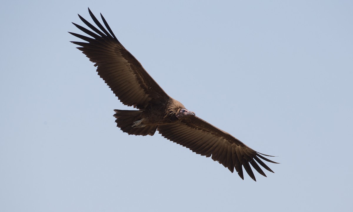 Hooded Vulture - ML106848871