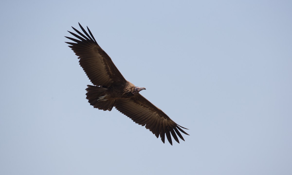 Hooded Vulture - ML106848891