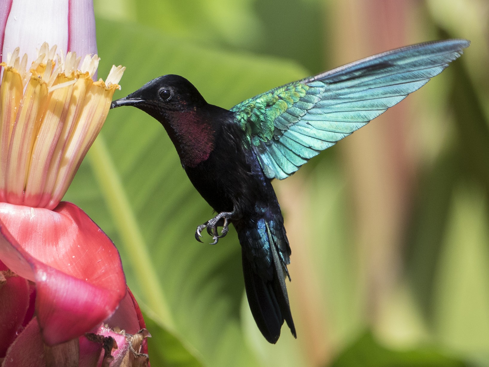 Purple-throated Carib - Brian Sullivan