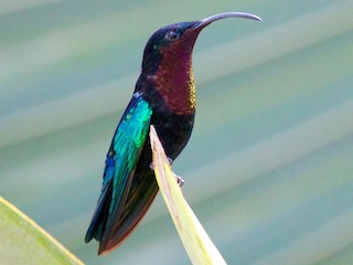  - Purple-throated Carib
