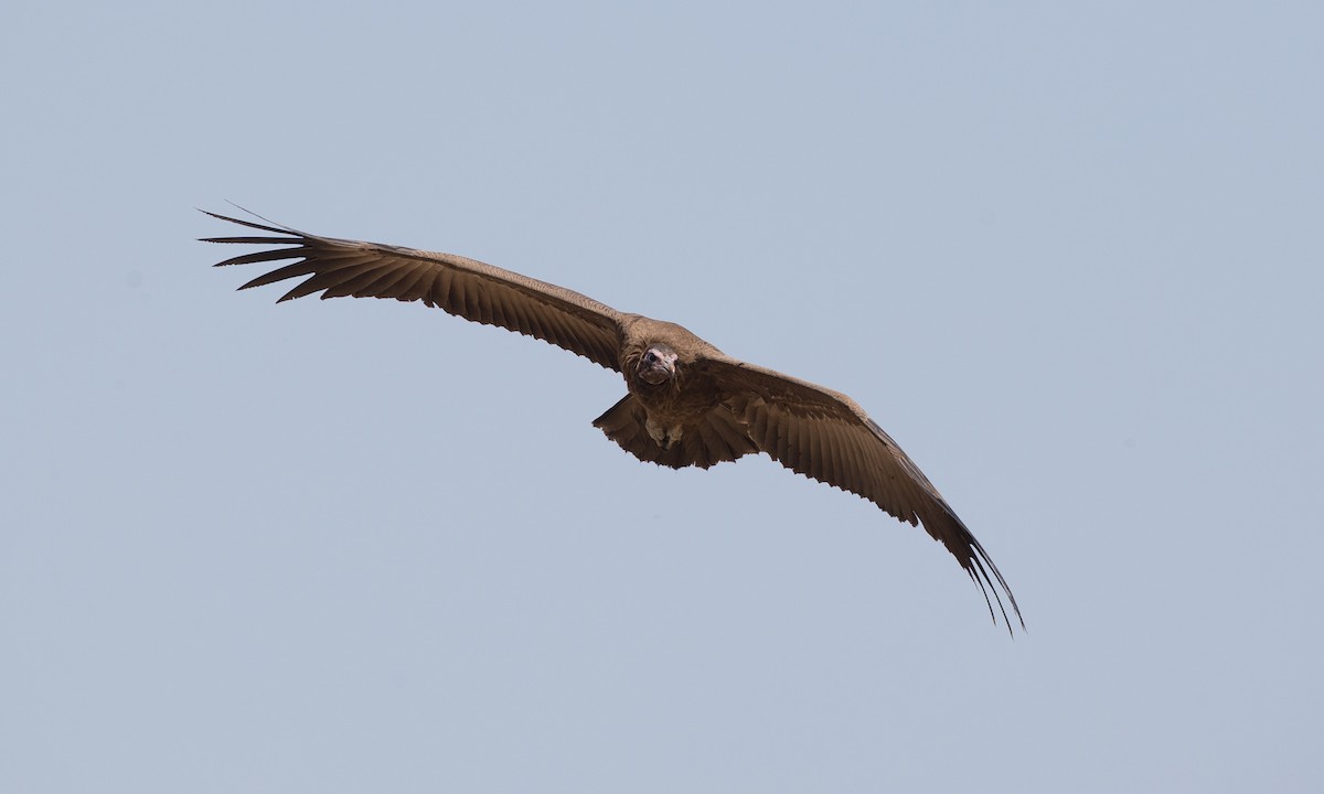 Hooded Vulture - Chris Wood
