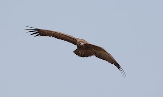  - Hooded Vulture