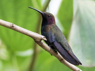 【パチュリ】 ジャマイカマンゴーハチドリ - eBird