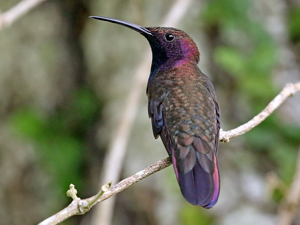 Jamaican Mango eBird