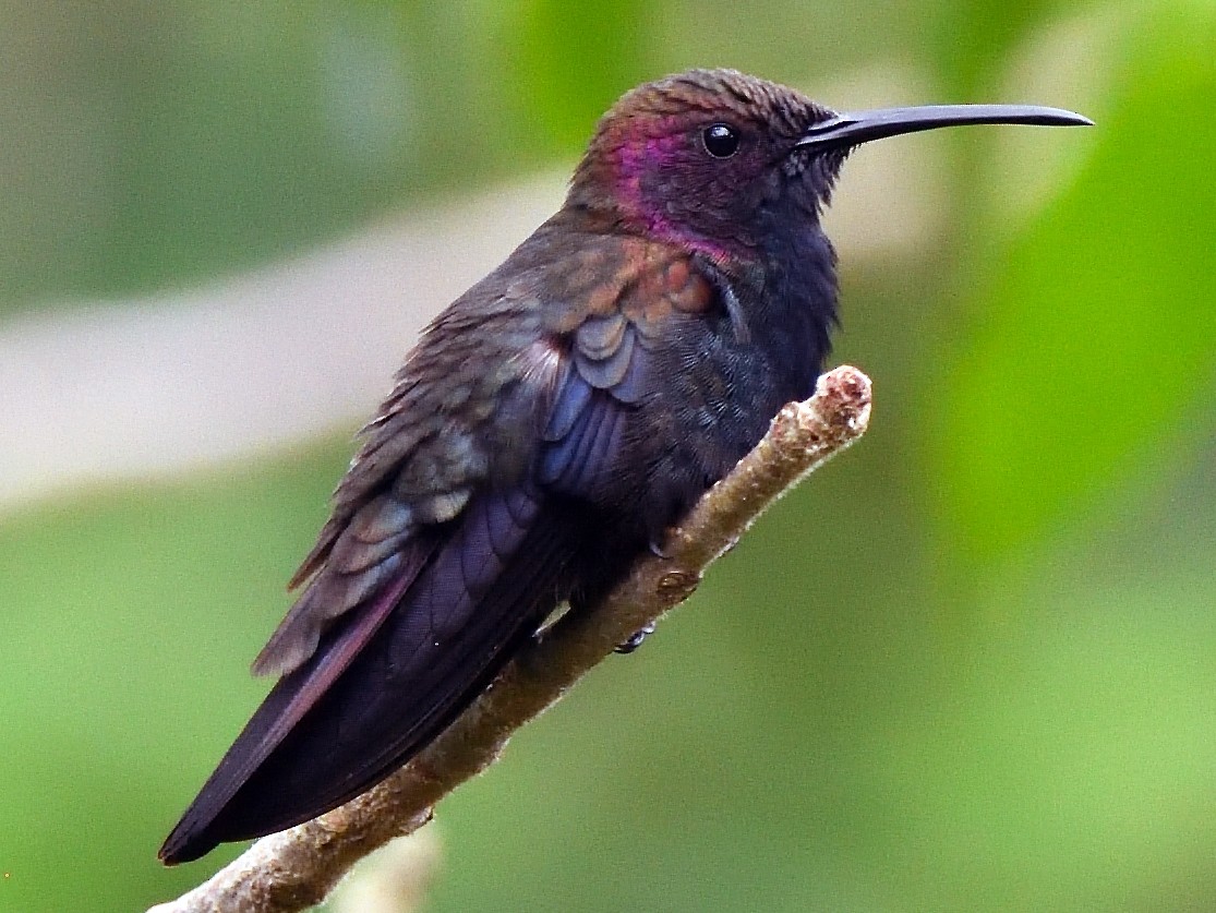 Jamaican Mango - eBird