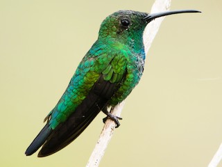 ミドリマンゴーハチドリ - eBird