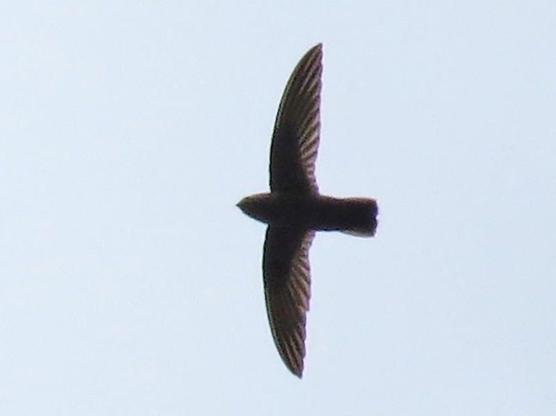 Lesser Antillean Swift - eBird