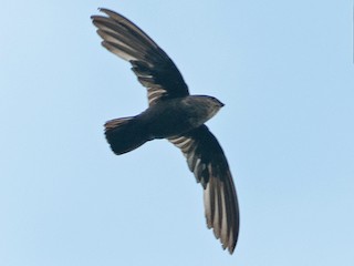  - Lesser Antillean Swift