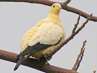  - Pied Imperial-Pigeon