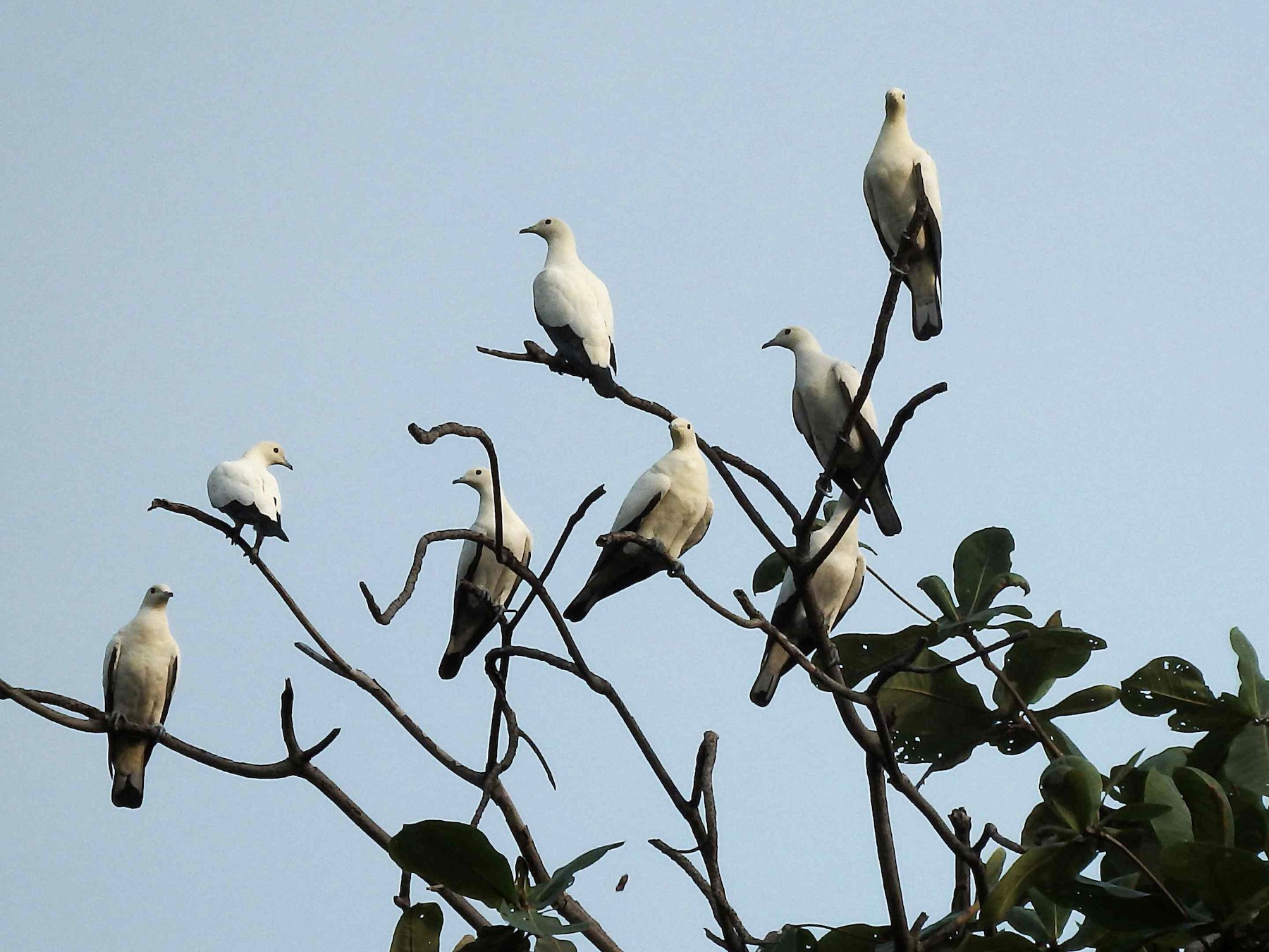 Pied Imperial Pigeon