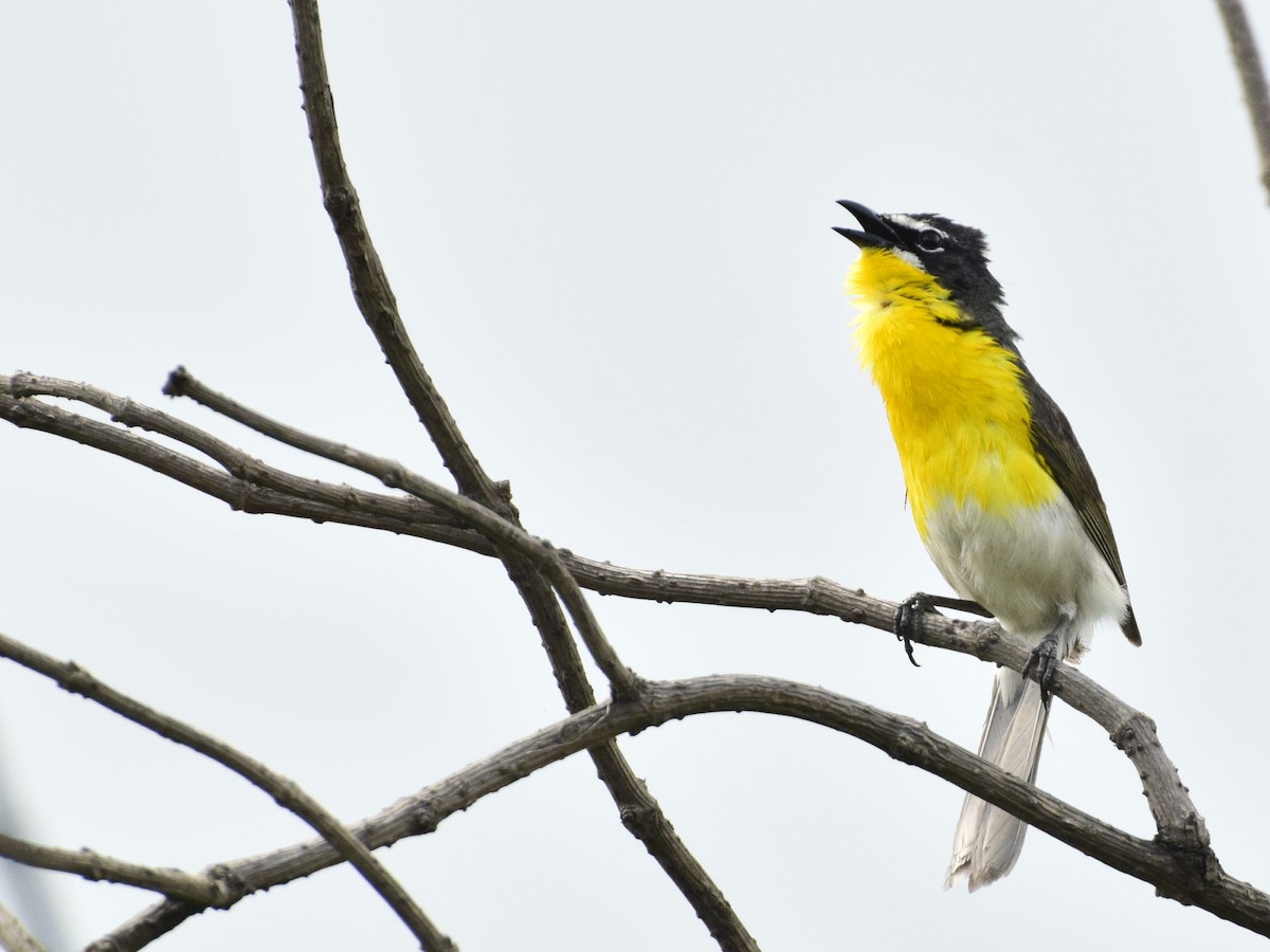 Yellow-breasted Chat - ML106853211