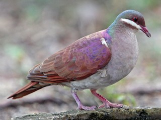  - Key West Quail-Dove