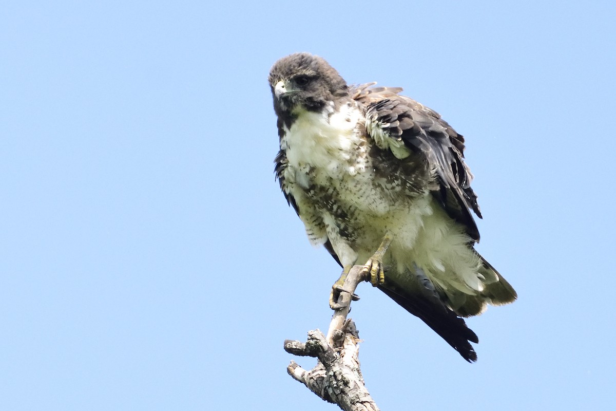 White-tailed Hawk - Ricardo Arredondo