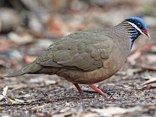  - Blue-headed Quail-Dove