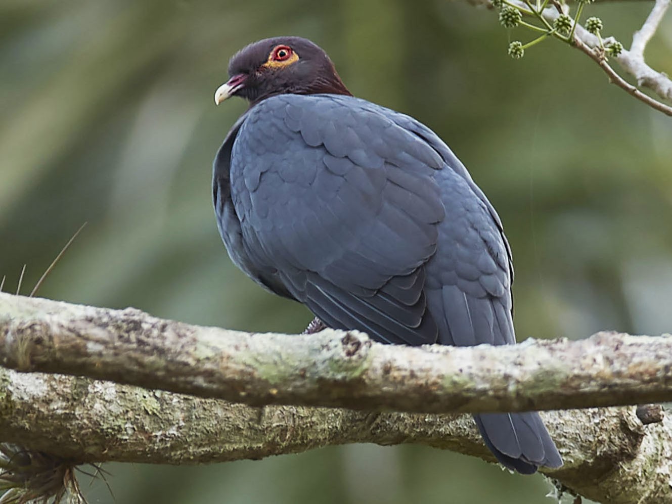 Scaly-naped Pigeon - Arturo Kirkconnell Jr